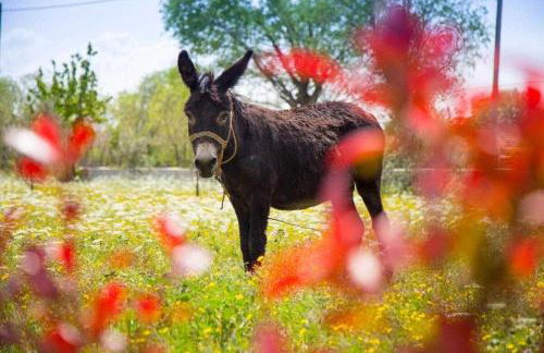 Villa Silence with pool Near Krka National Park - Foto 19