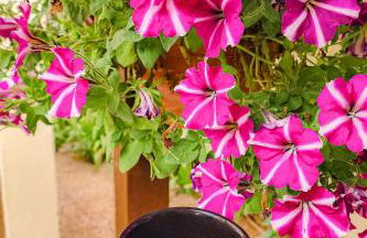 Quattro Isole Residencial - Photo 19