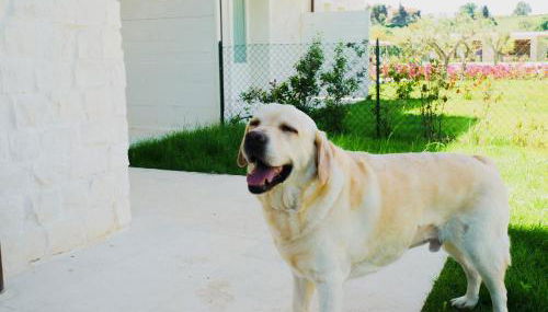 Borgopetra Resort Numana - Foto 3