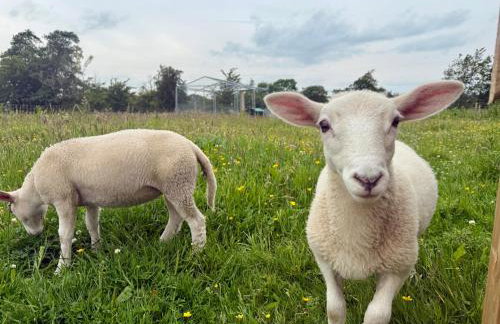 Kennedy Farm Lodge - Foto 1