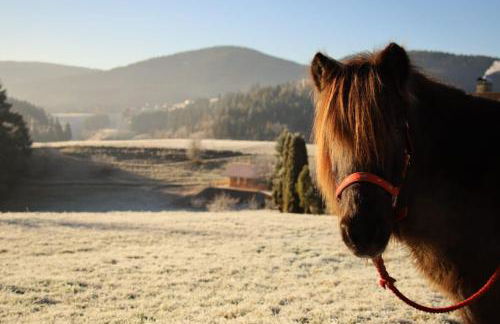 s'heimatgfühl - Foto 8