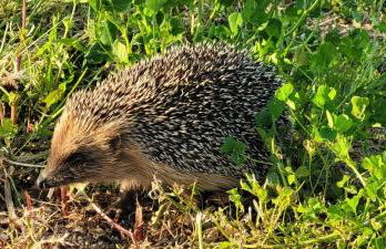 Dependance Pavoncella - Photo 4