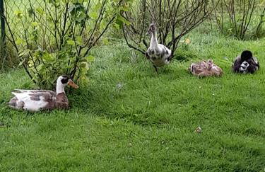 Pension Entenhausen - Foto 45