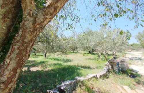 Marti's house in the olive grove - Foto 27