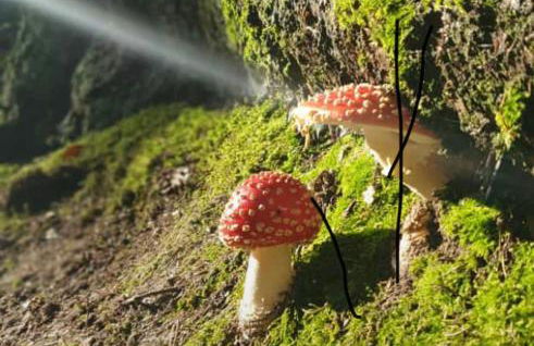 Ferienwohnung Kluge - Foto 26