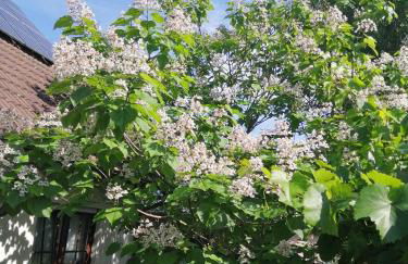 "Kleine Hedwig" - Foto 14