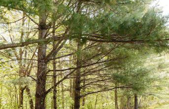 "Lumber Lodge" - Comfy & Woodsy Stay in RRG/Auxier - Foto 32