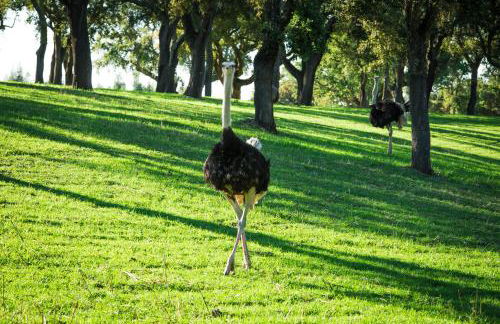 Monte do Lago, Pegões - Foto 72