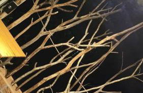 Magia da Florada - Foto 7