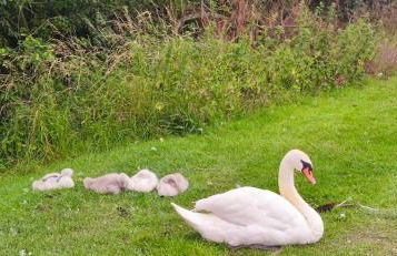 Billing Aquadrome ,3 bedrooms caravan - Photo 63