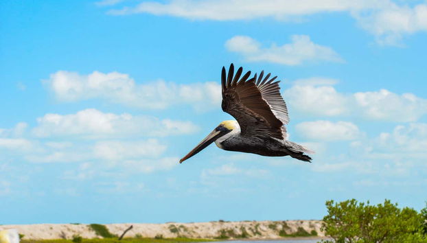 Pellicano sulle mangrovie