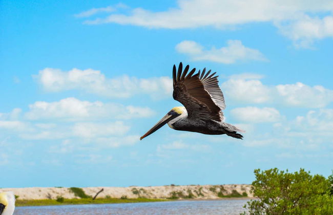 Paseo en barco por los manglares de Río Lagartos - Foto 2
