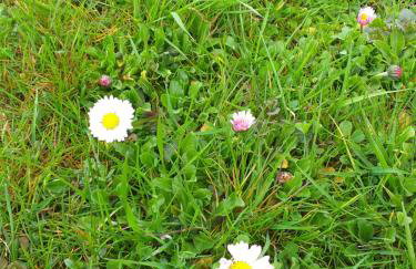 Domek pod Przehybą, Noclegi w okolicy Stary Sącz, Łącko, Szczawnica - Foto 39