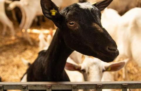 Società agricola Scerba srl - Foto 15