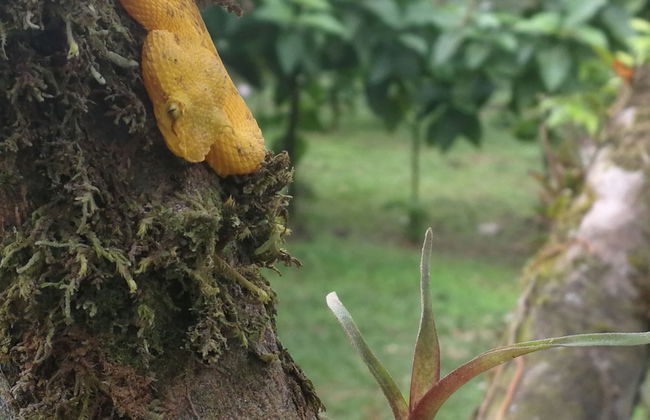 Oski Lodge - Foto 47