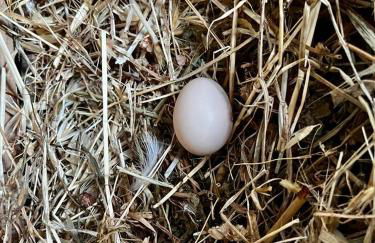 Olive Sense Villa with jacuzzi and sauna - Foto 31