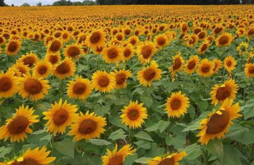 Chez Rambaud - Foto 24