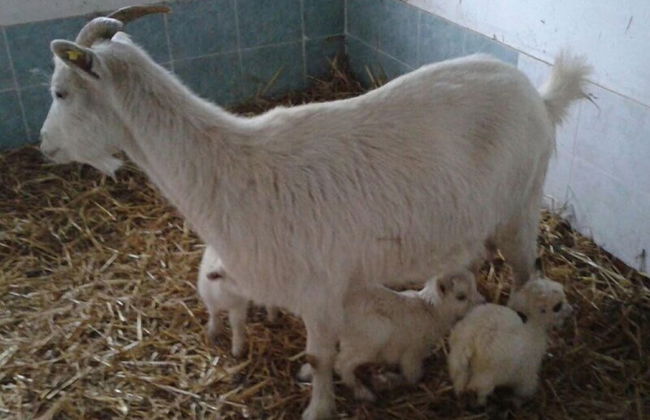 Agriturismo Tenuta del Daino - Photo 23