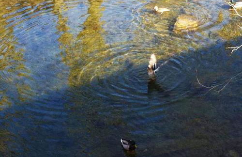 Masía La Garrotxa - Photo 4