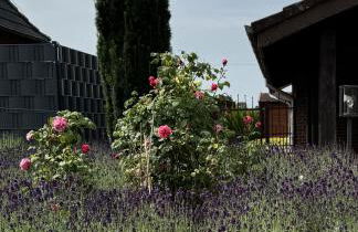 Lavendelhaus - Foto 22