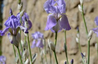 Giardino di Potentino - Foto 25