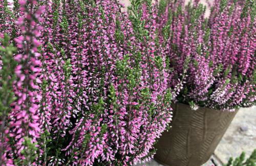 Seaview Cabin Sleeps 2 -hot Tub - Parking - Photo 39