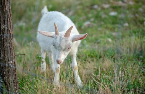 Apartment Nina - Foto 17