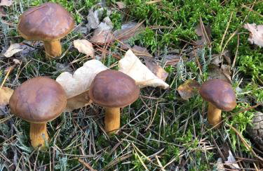 DOM 4 POKOJE Z BASENEM BLISKO WARSZAWY - Foto 34