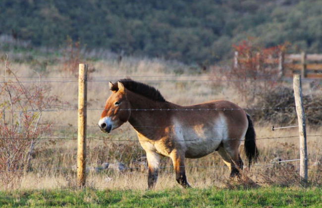 Visite du centre de découverte du bison d'Europe - Photo 7