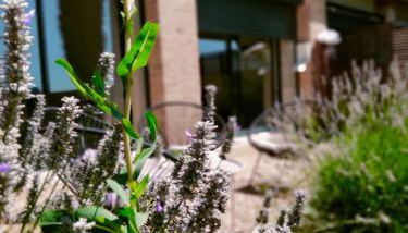 A l Aube du Midi - Photo 3