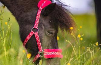 Körnermühle - Foto 15