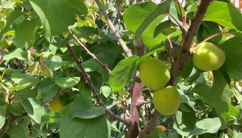 Aurantia open space di Sulemmari - Foto 5, Garden