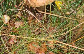 Domek Adam - Jacuzzi dodatkowo płatne - Foto 65