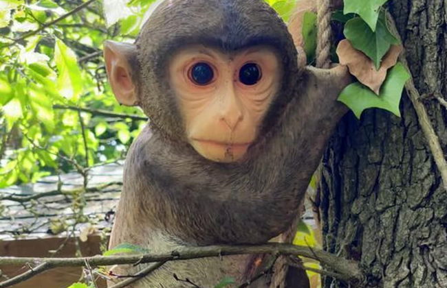 Beautiful 1-bed Cabin in Newmarket - Foto 8