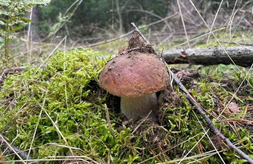 Ferienwohnungen im Haus Waldstück - Foto 9