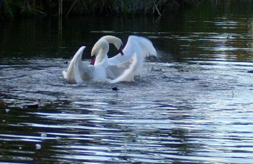 FeWo mit Balkon, Zimmermann - Foto 31