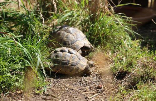 Wolfeicherhof - Foto 12