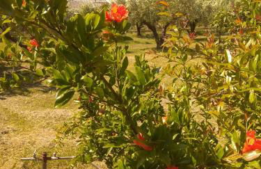 Olive mare Holidays - Foto 25