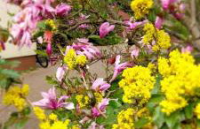 Biały Dzik Uszyszek - Foto 19