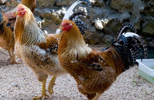 AGRITURISMO SCALELLE - Foto 80