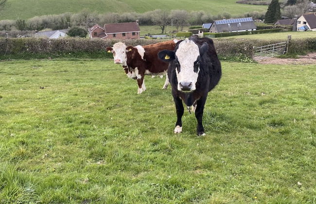 Beautiful 2 Bed Bungalow in Laugharne Situated - Foto 22