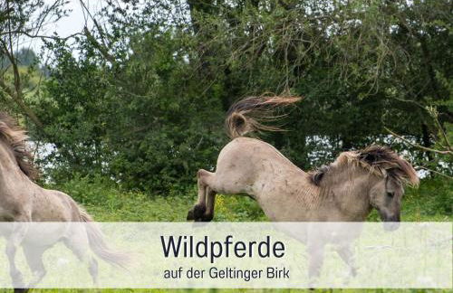 RamosHansenHof Fewo Hofglück 4Pers mit Hund - Foto 31