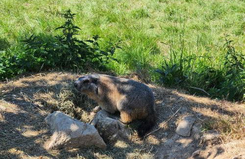 appartement T3 avec jardin proche village - Foto 78