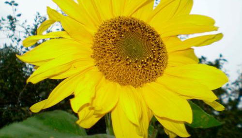 Kleiner Feldblick - Foto 2