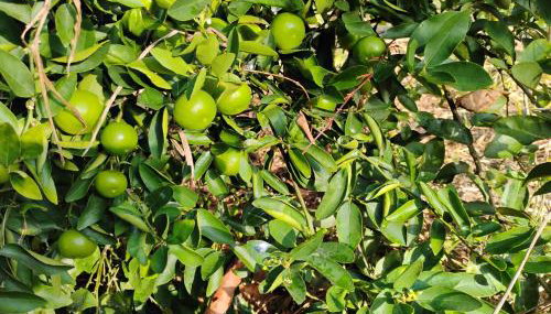 Olinda sítio Histórico Alto da Sé - Foto 5