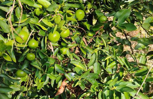 Olinda sítio Histórico Alto da Sé - Foto 5