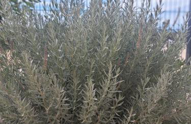 Apartment Vuletic, Ždrelac Pašman - Foto 24