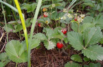 Villa Maria - Foto 15