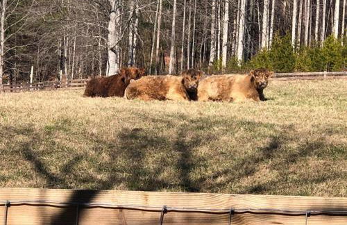 The Secret of Blue Ridge SHHHH don't tell anyone - Foto 40