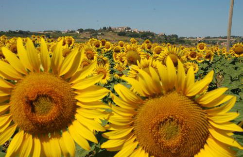 Agriturismo Pieve del Castello - Foto 46